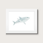 Art Print - Shark